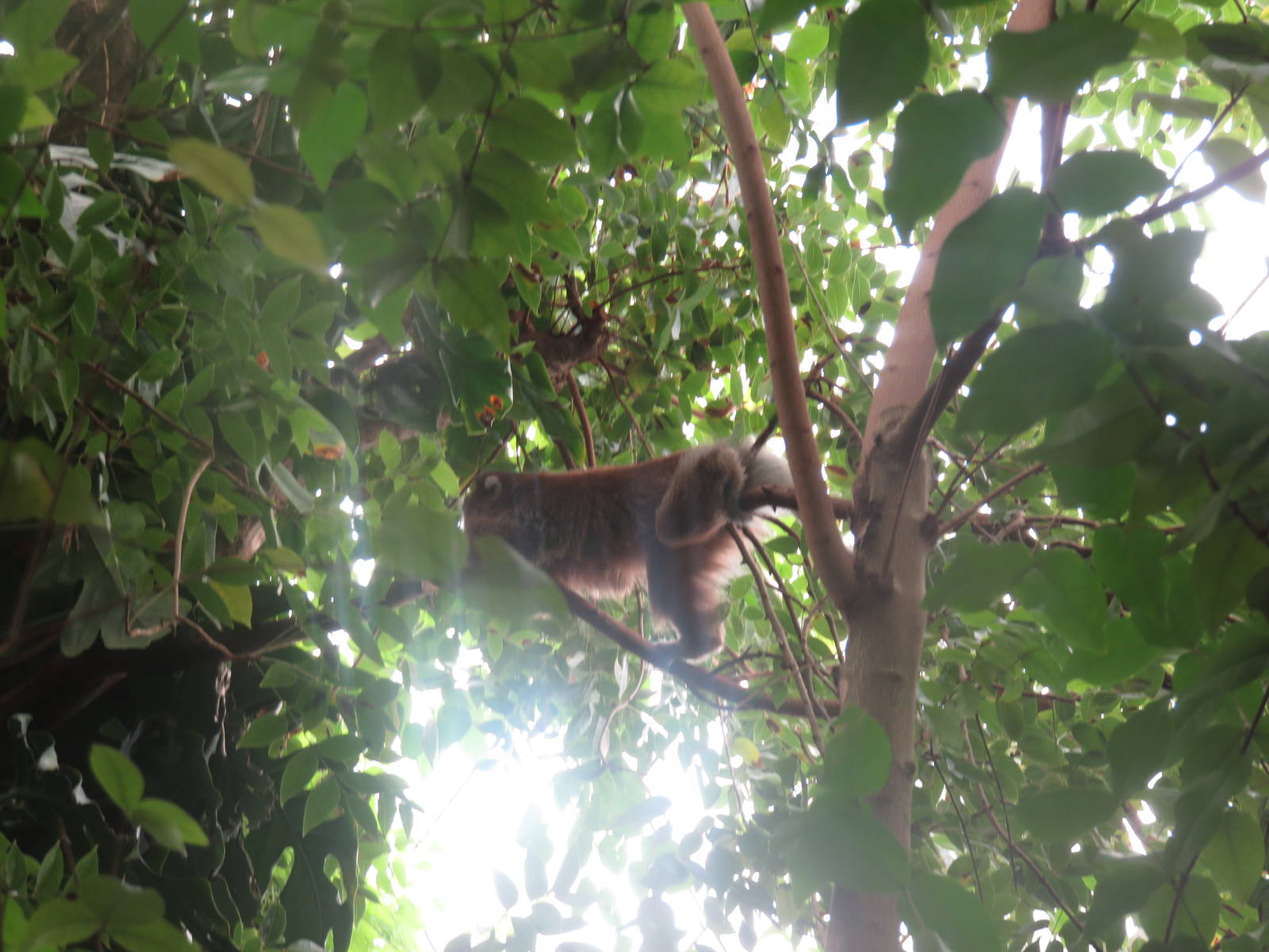 Amazonia - White-Eared TiTi