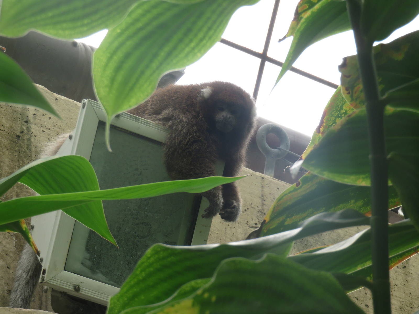 Amazonia - White-eared titi