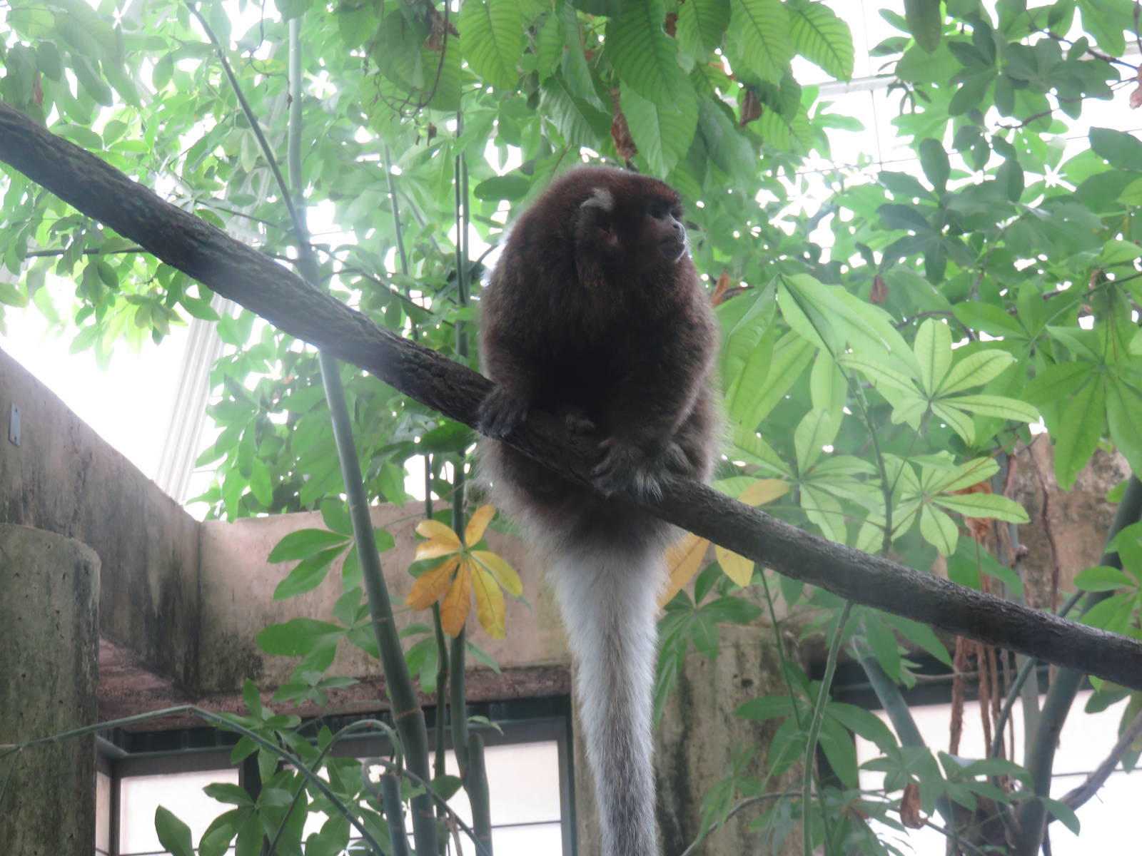 Amazonia - White-eared titi