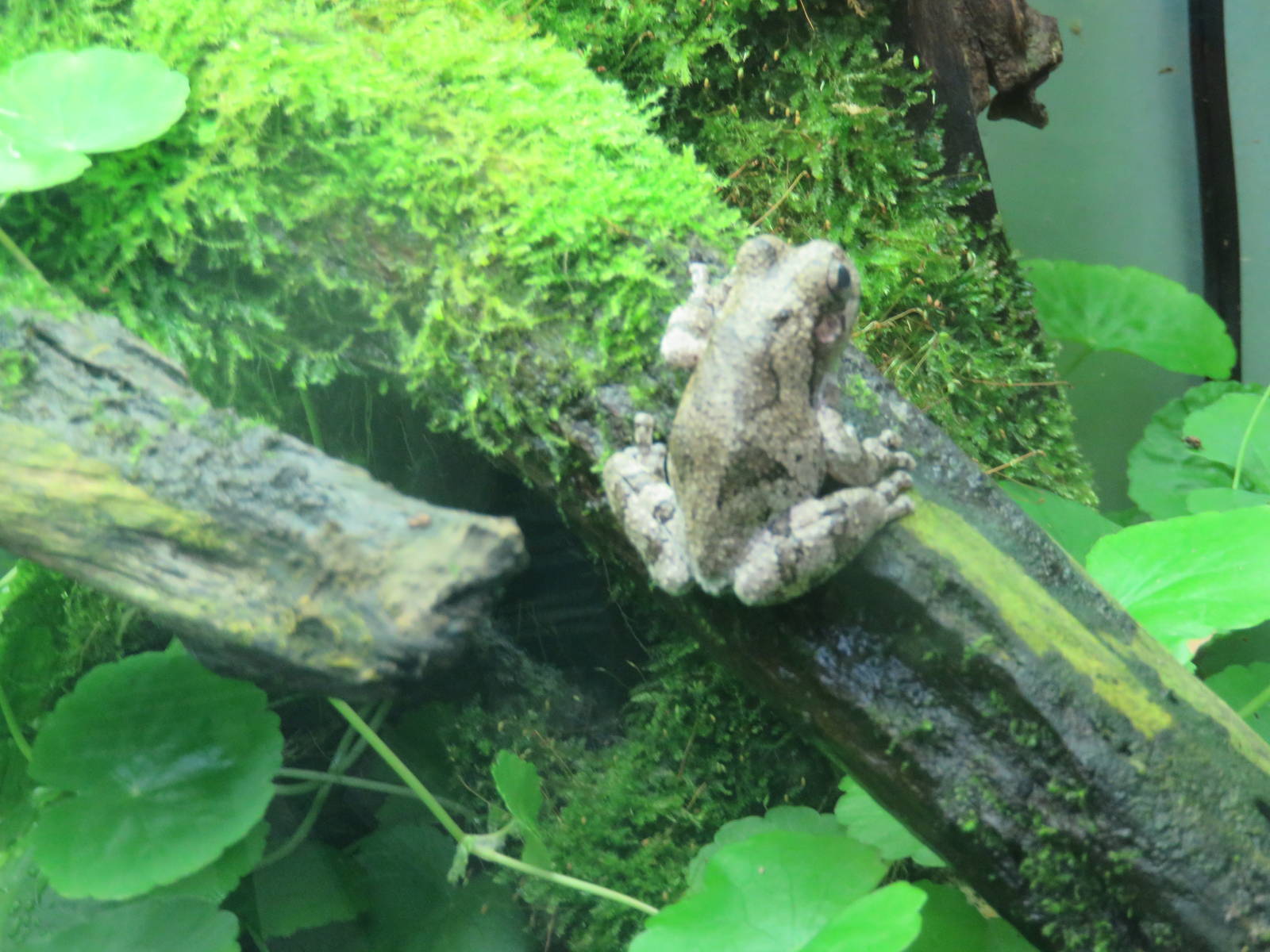 Amazonia - White Tree Frog