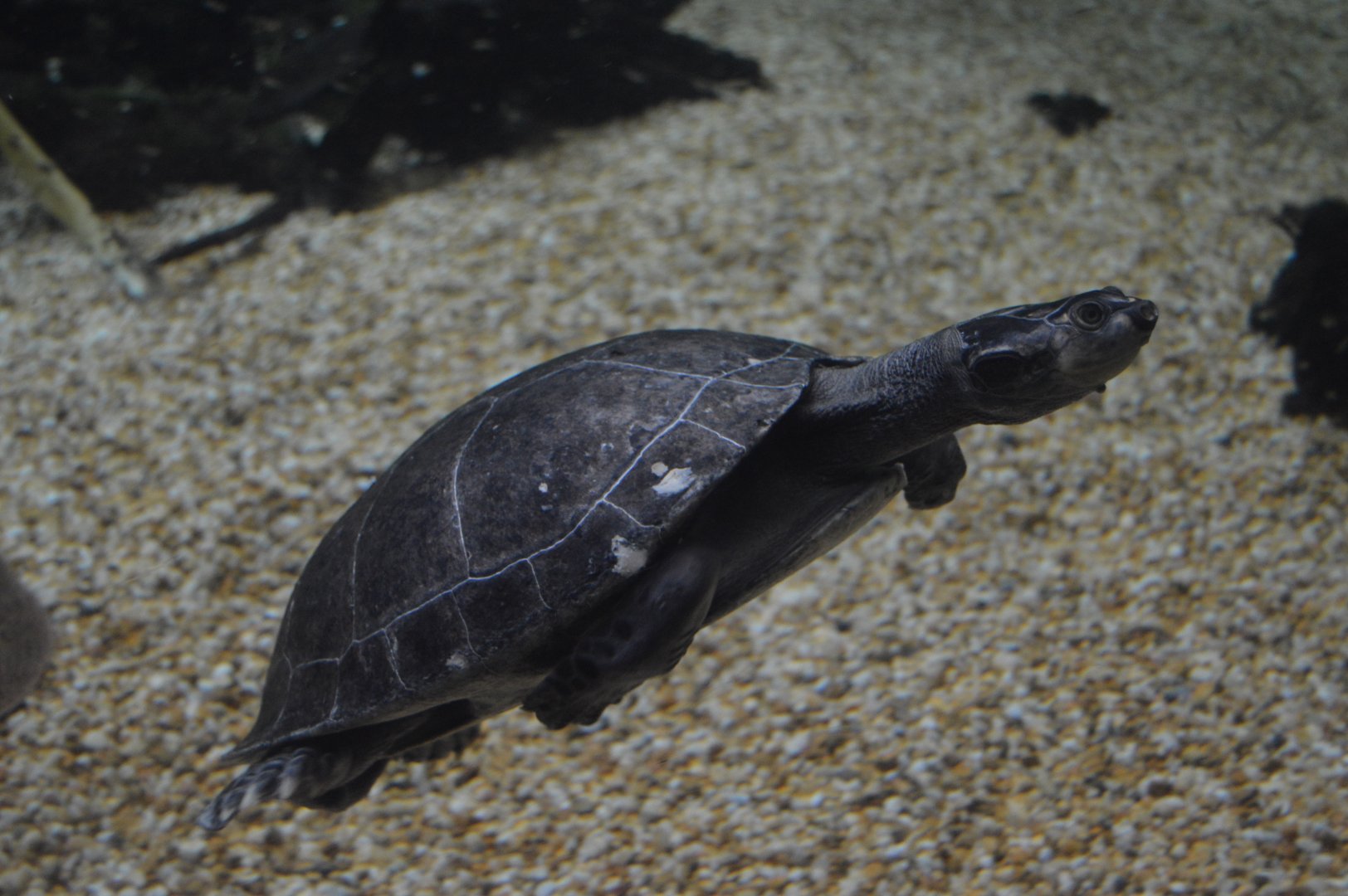 Amazonia - Yellow-headed Amazon River Turtle (Podocnemis unifilis)