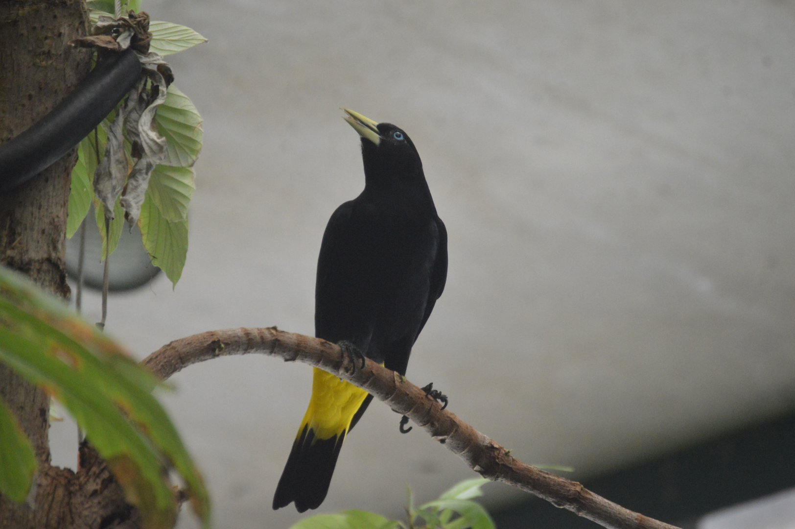 Amazonia - Yellow-rumped Cacique (Cacicus cela)