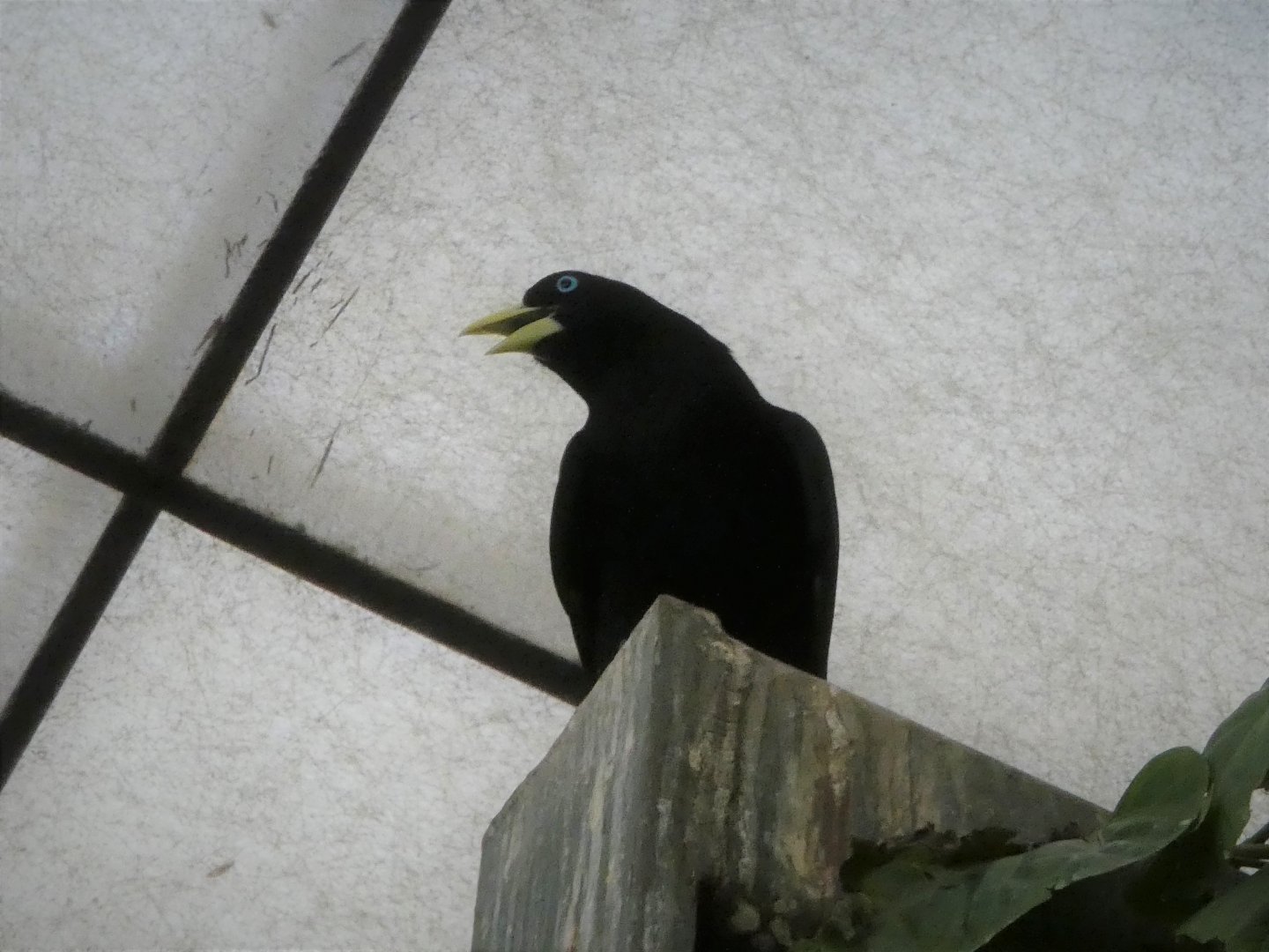 Amazonia - Yellow-rumped Cacique