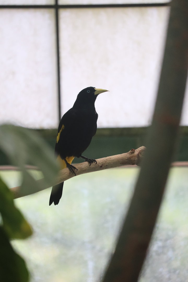 Amazonia - Yellow-Rumped Cacique