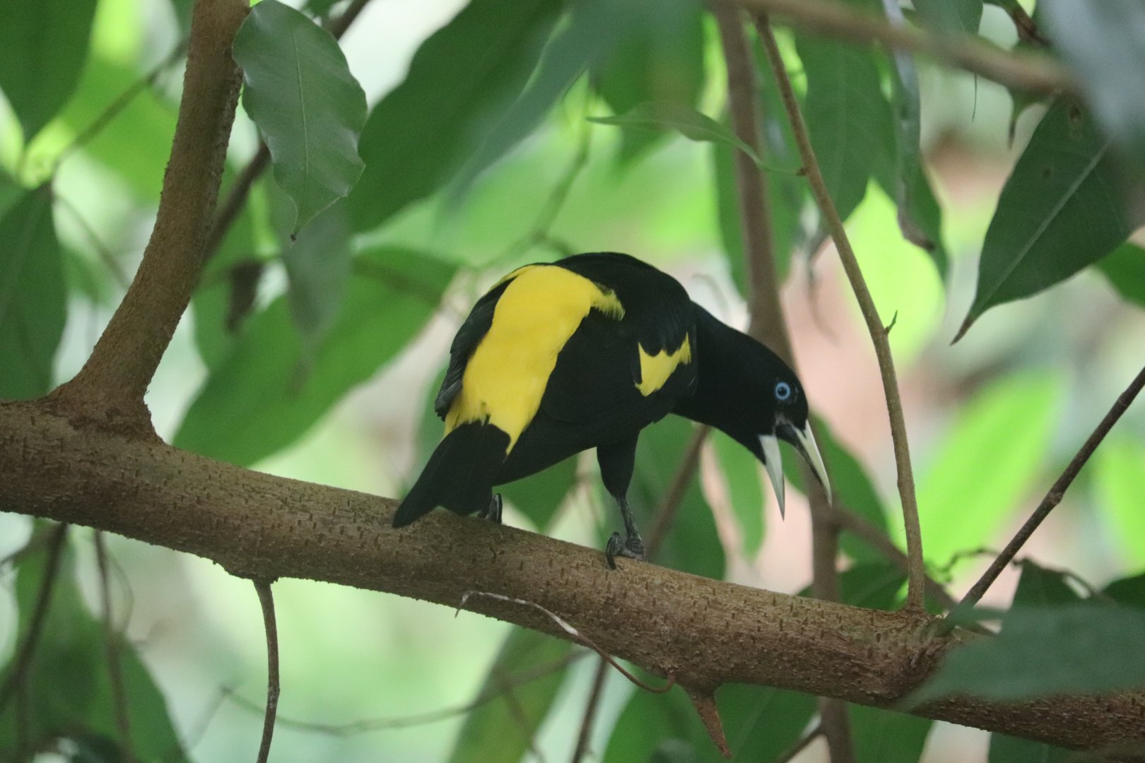 Amazonia - Yellow-Rumped Cacique