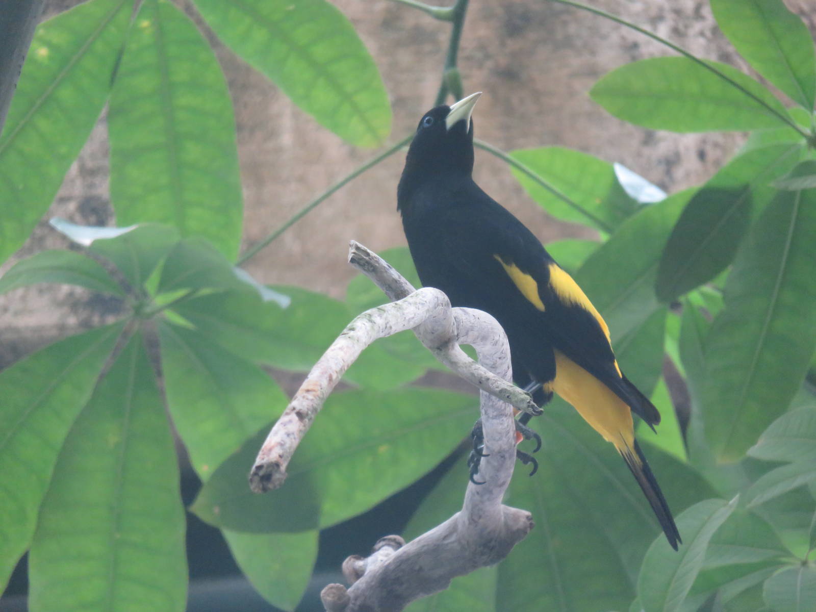 Amazonia - Yellow-Rumped Caciques