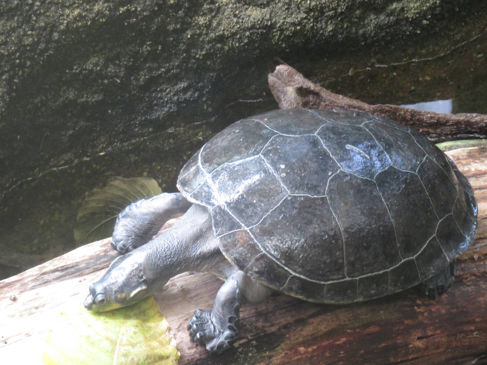 Amazonia - Yellow-Spotted Amazon River Turtle