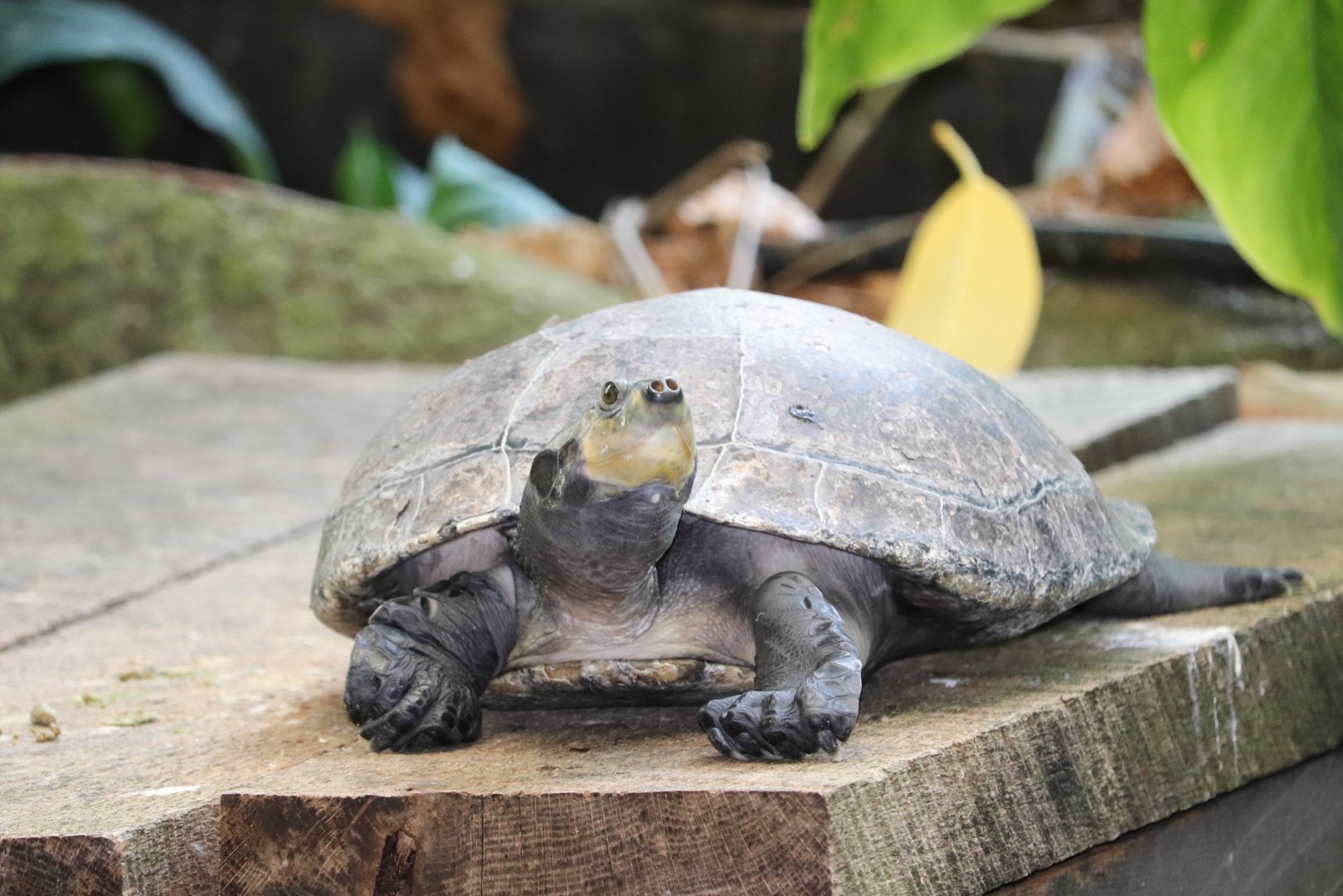 Amazonia - Yellow-Spotted Amazon River Turtle