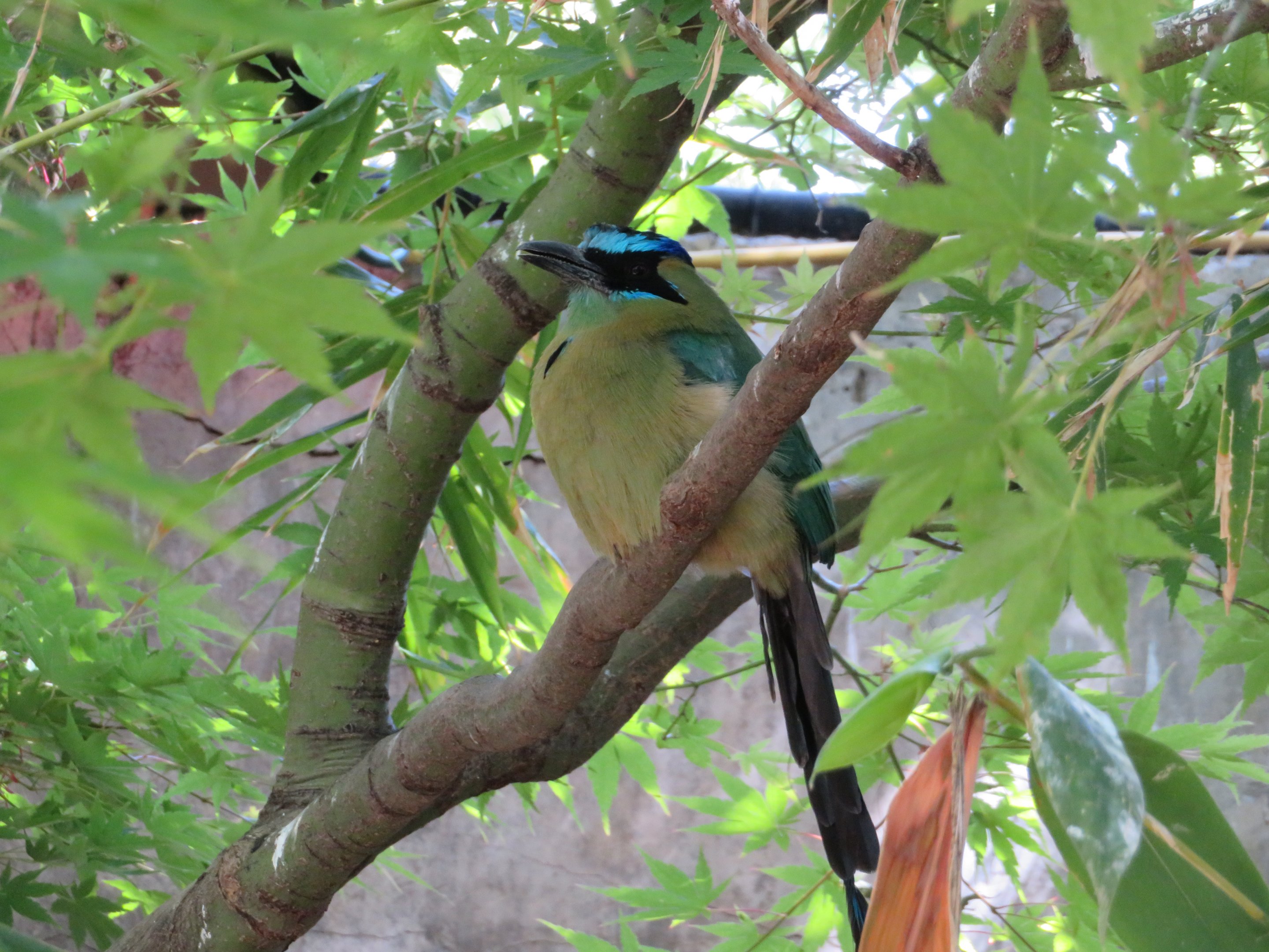 Amazonian Blue-crowned Motmot