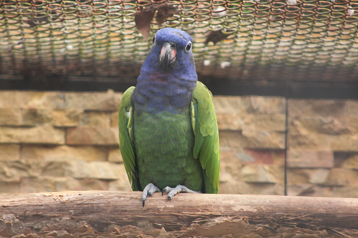 Amazonian blue-headed parrot (Pionus menstruus menstruus)
