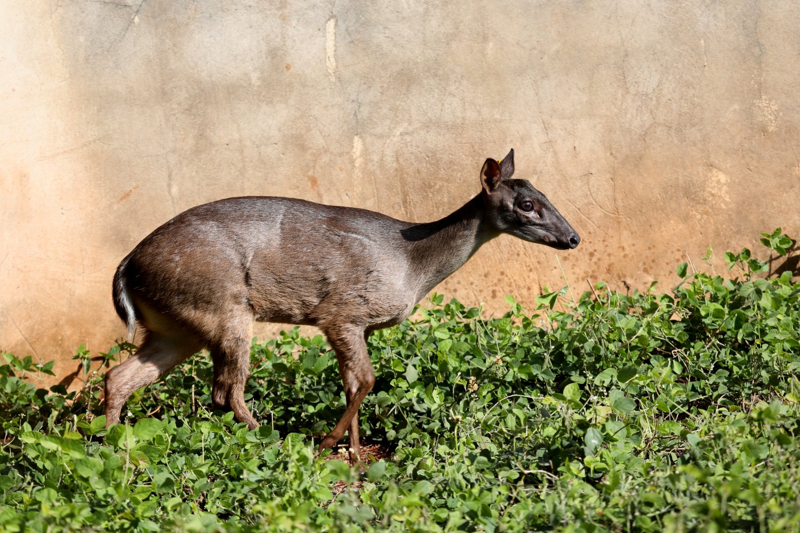 Amazonian brown brocket (Mazama nemorivaga)