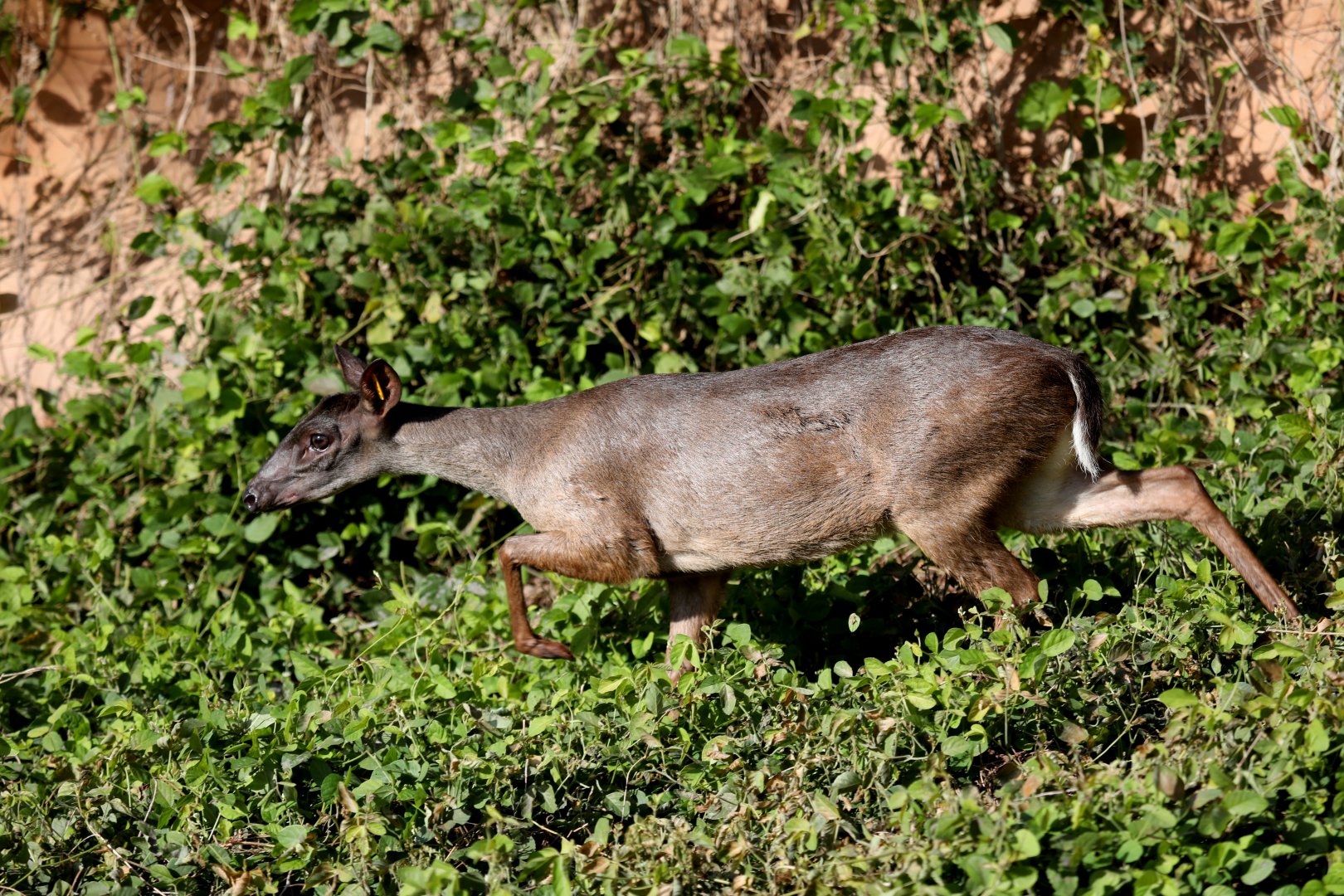 Amazonian brown brocket (Mazama nemorivaga)