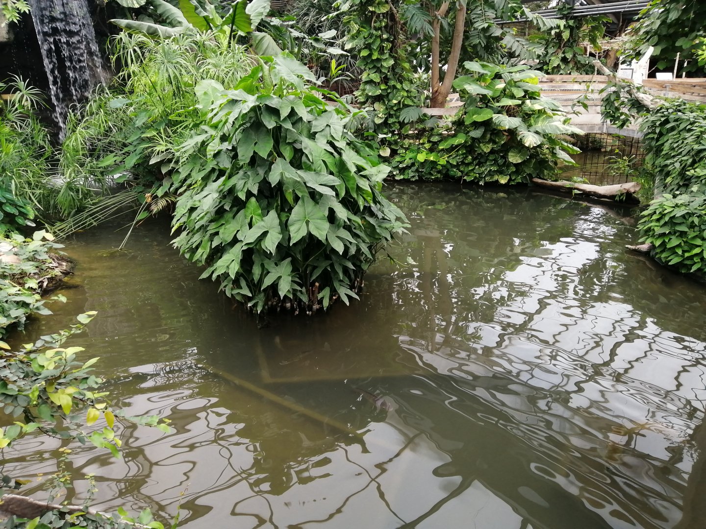 Amazonian Fish Pond