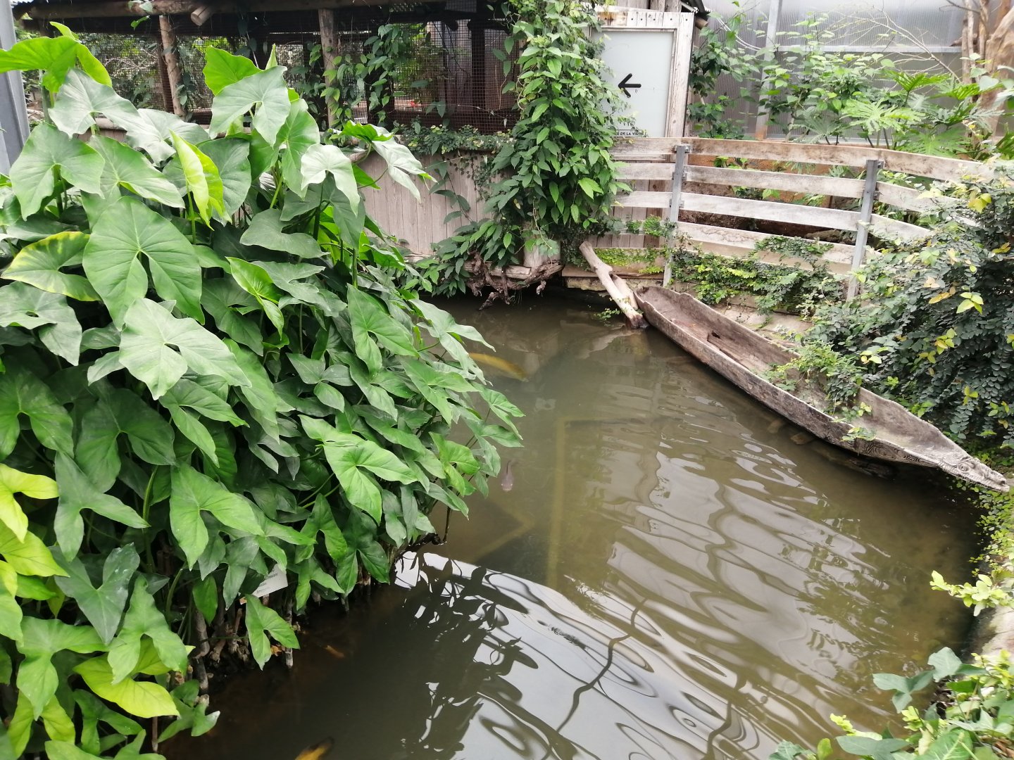Amazonian Fish Pond