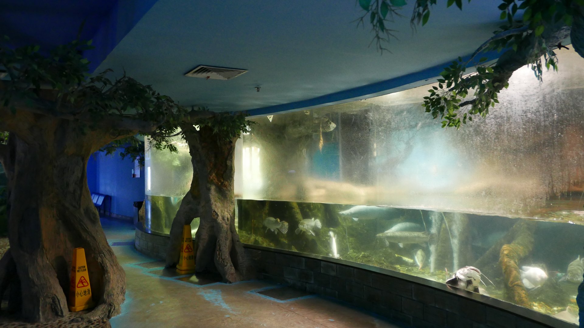 Amazonian Fish Tank
