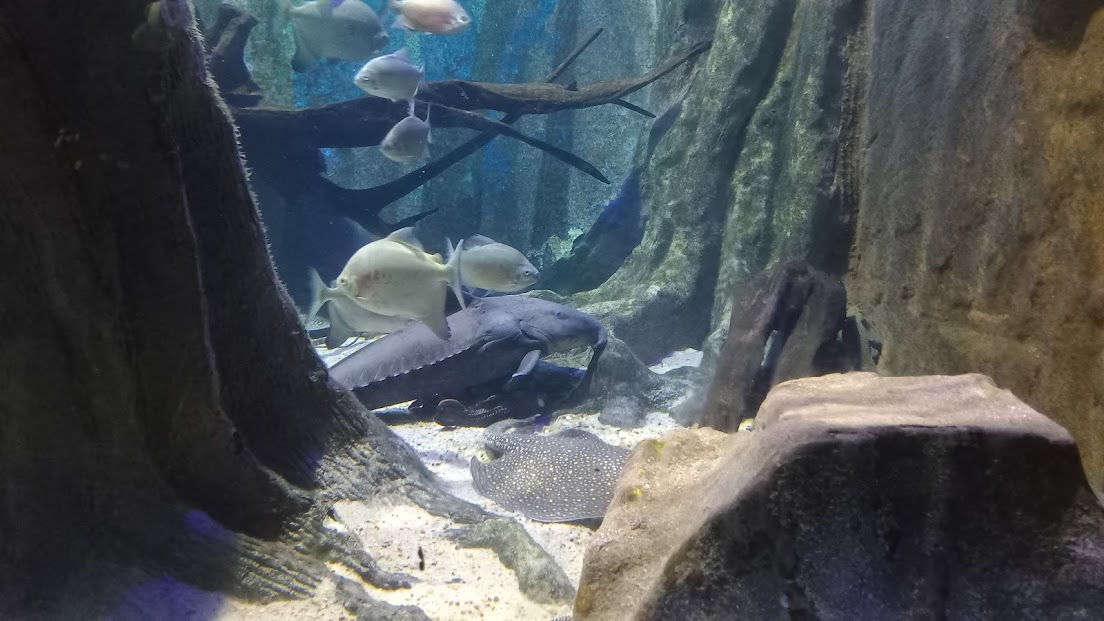 Amazonian fishes - São Paulo aquarium
