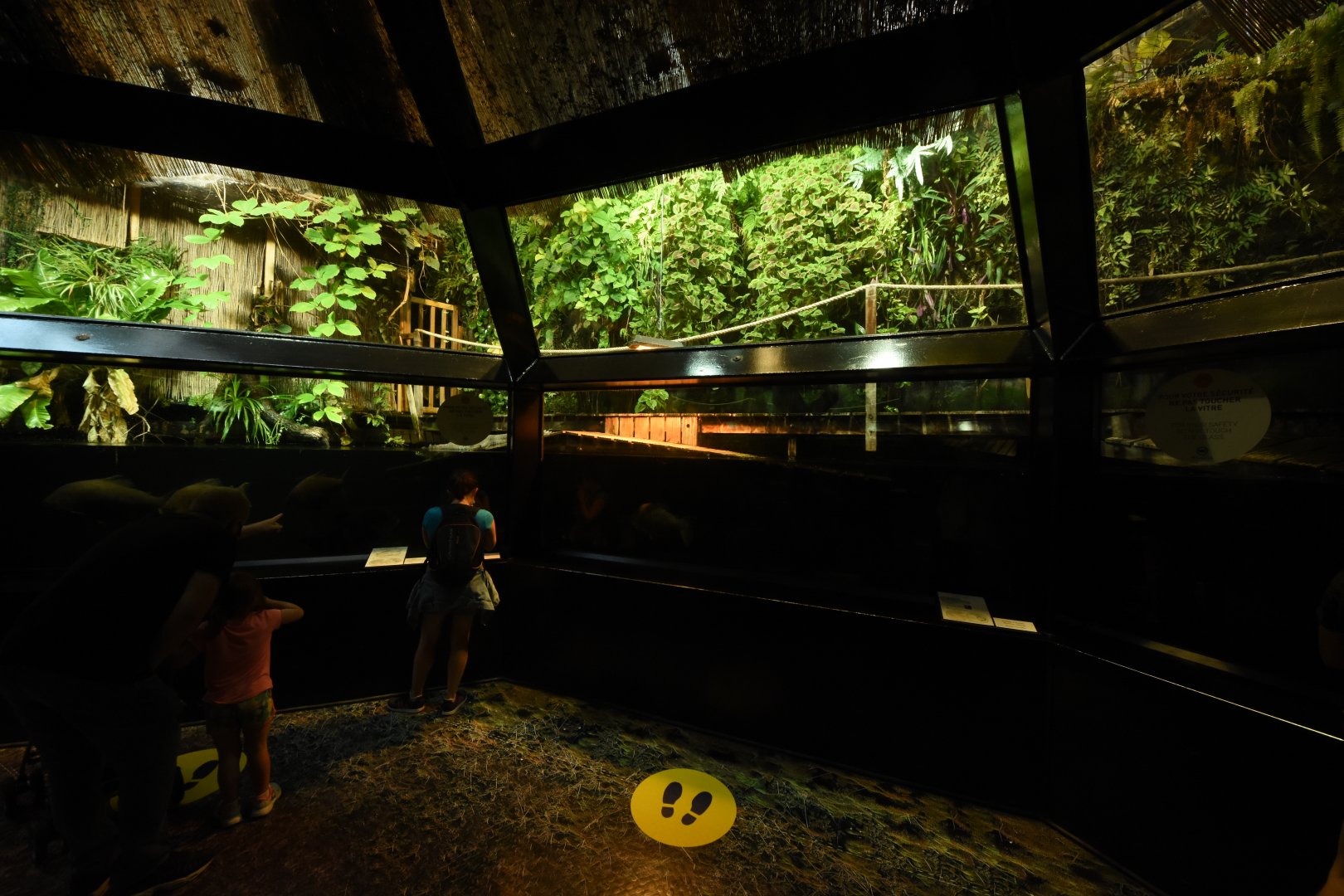 Amazonian flooded forest
