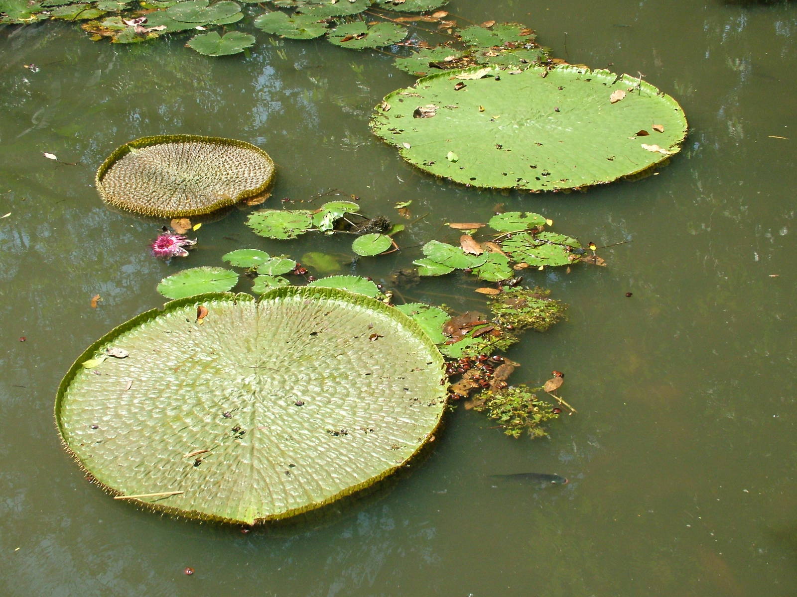 Amazonian Giant Water Lily at Saigon Zoo, 16/03/12