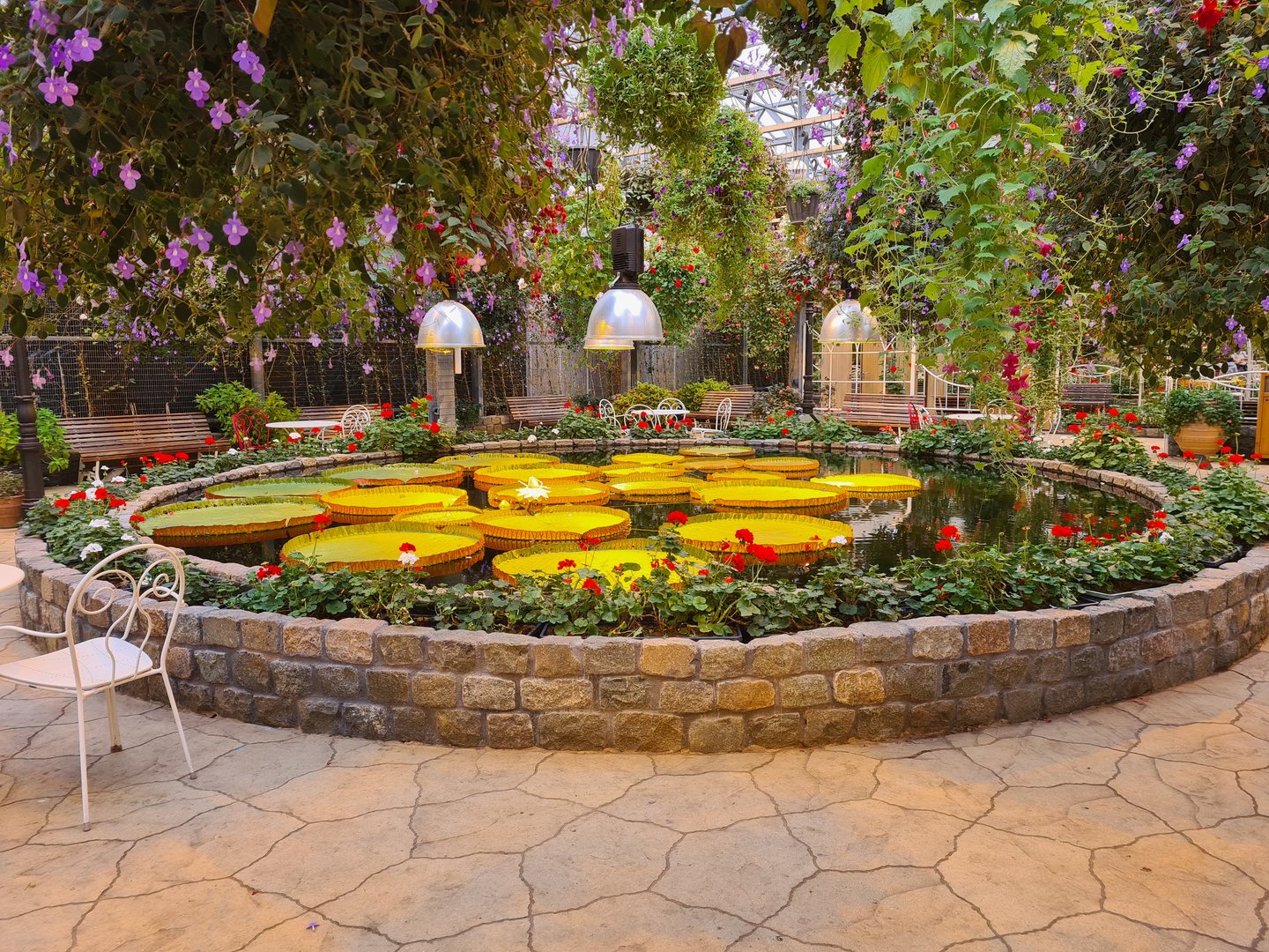 Amazonian giant waterlily in hanging gardens restaurant