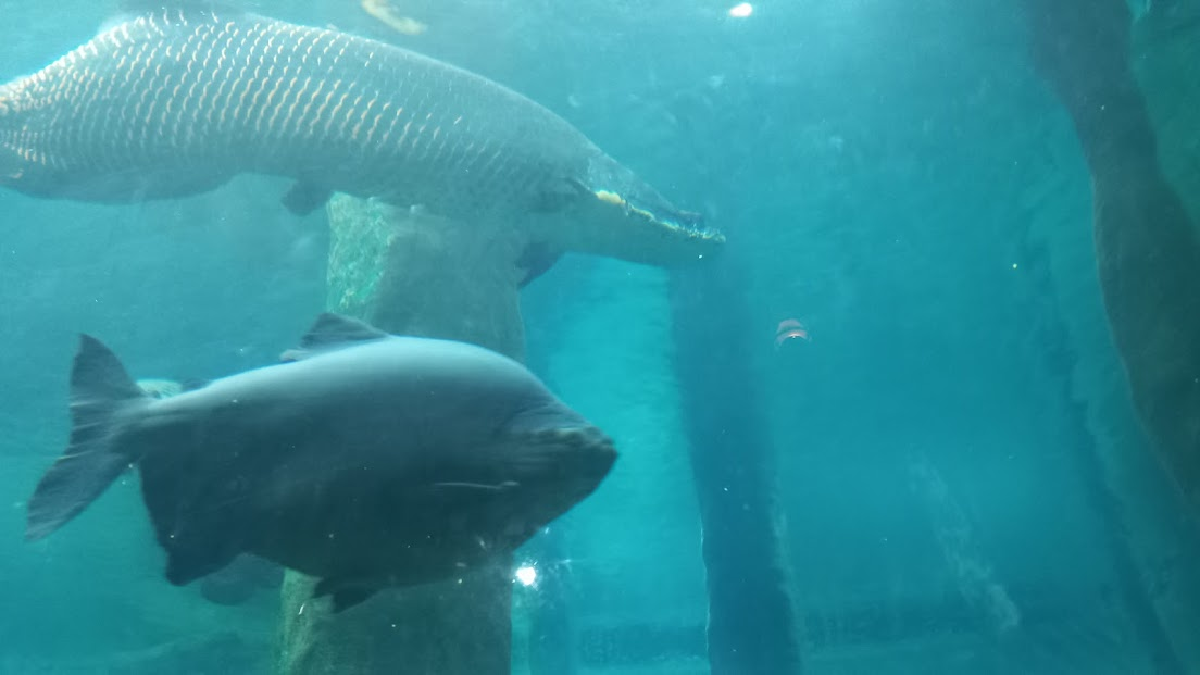 Amazonian Giants - São Paulo aquarium