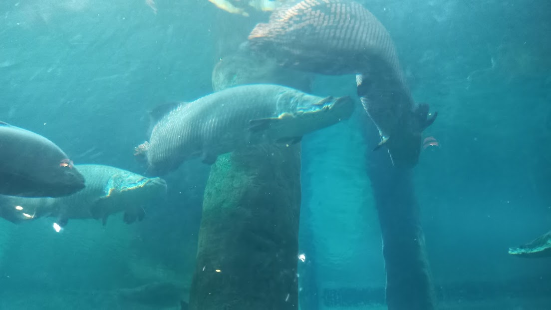 Amazonian Giants - São Paulo aquarium
