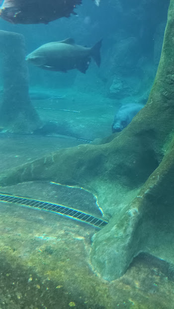 Amazonian Giants - São Paulo aquarium