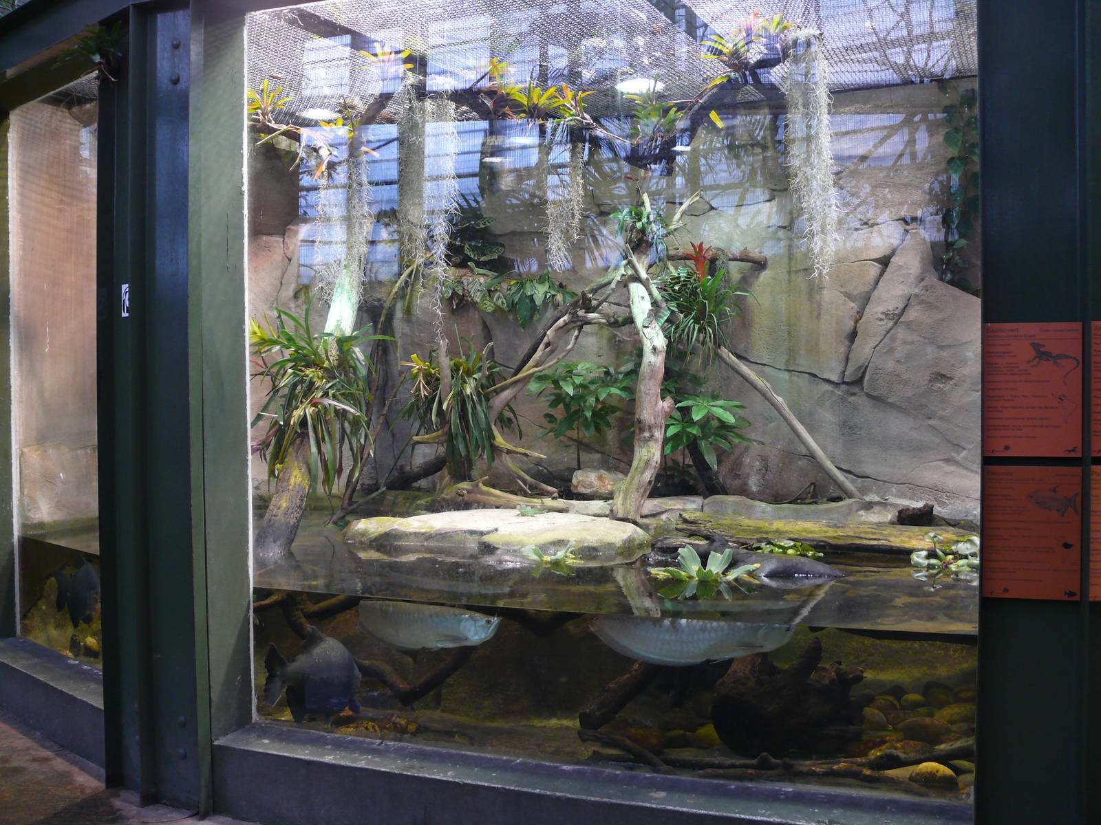 Amazonian House - Anacondas, arowanas and basilisk exhibit