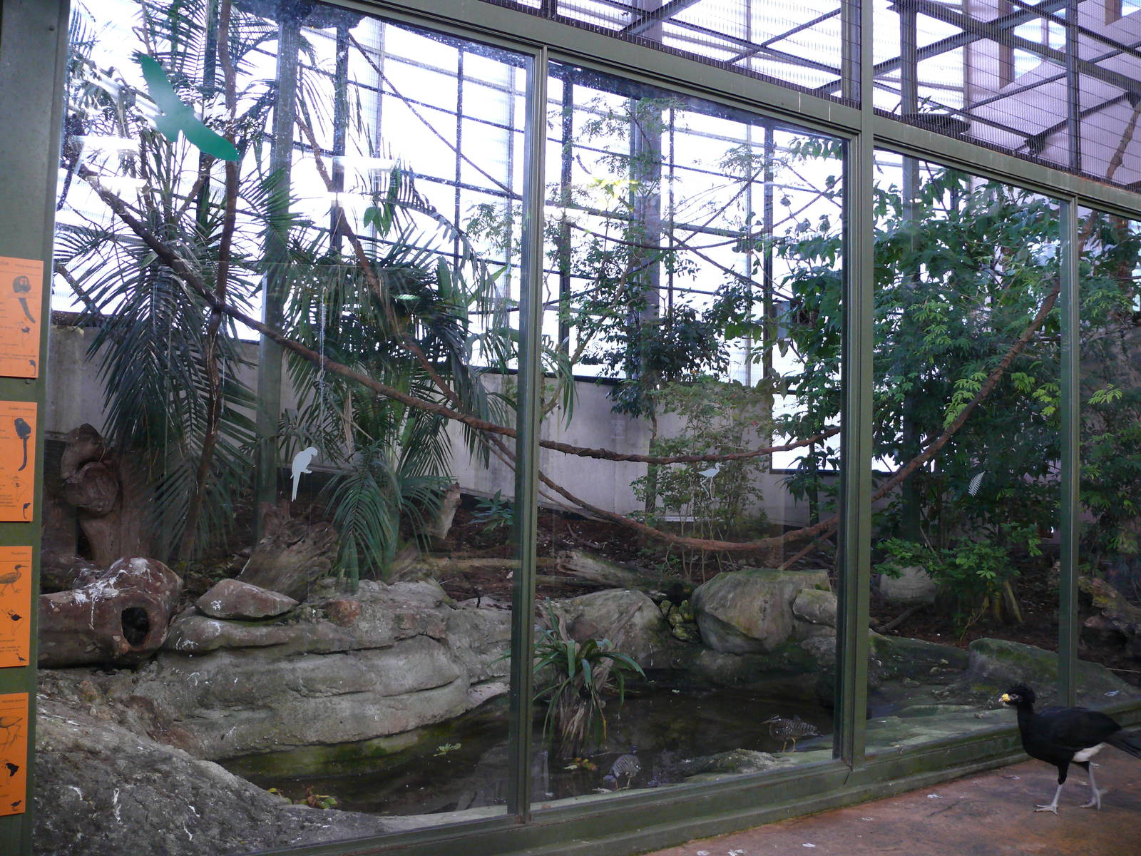 Amazonian House - Birds, primates and agutis exhibit