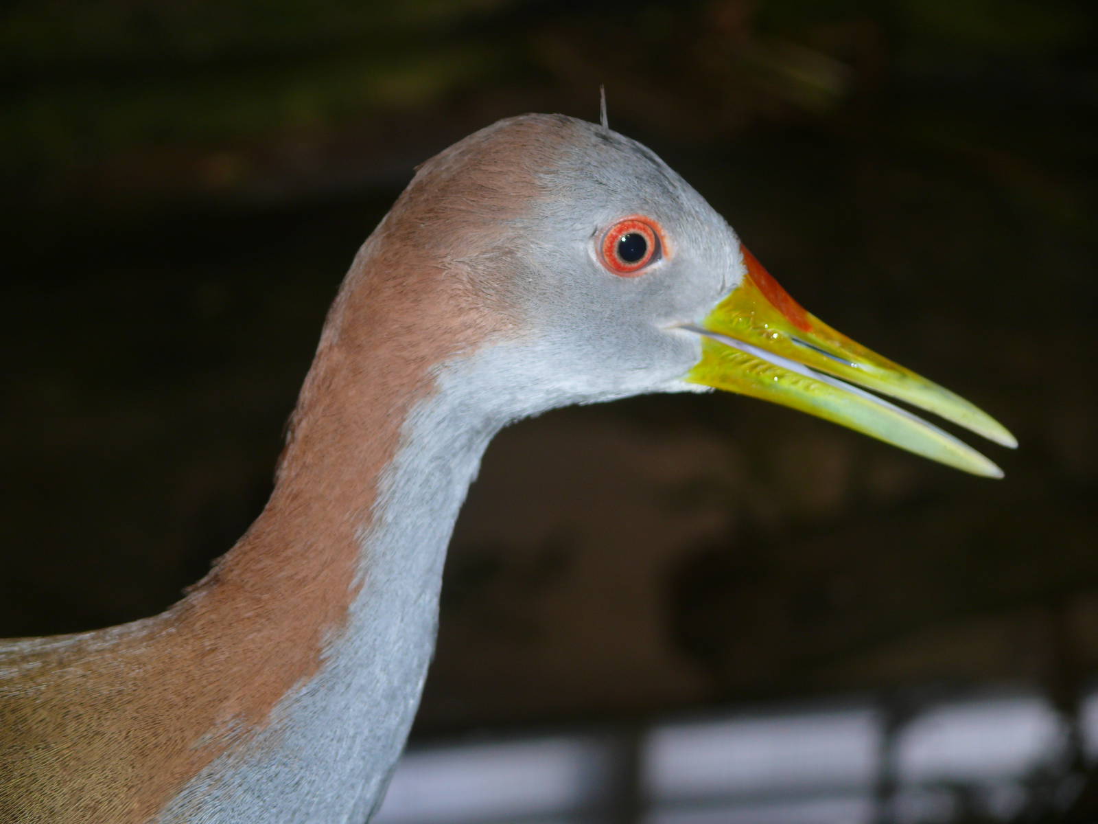 Amazonian House - Giand wood-rail