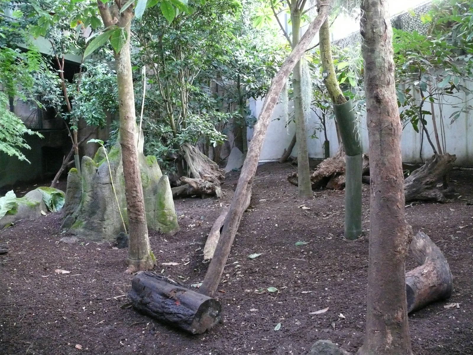 Amazonian House - Giant anteaters exhibit