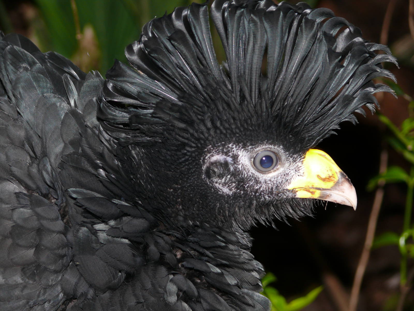 Amazonian House - Great currasow