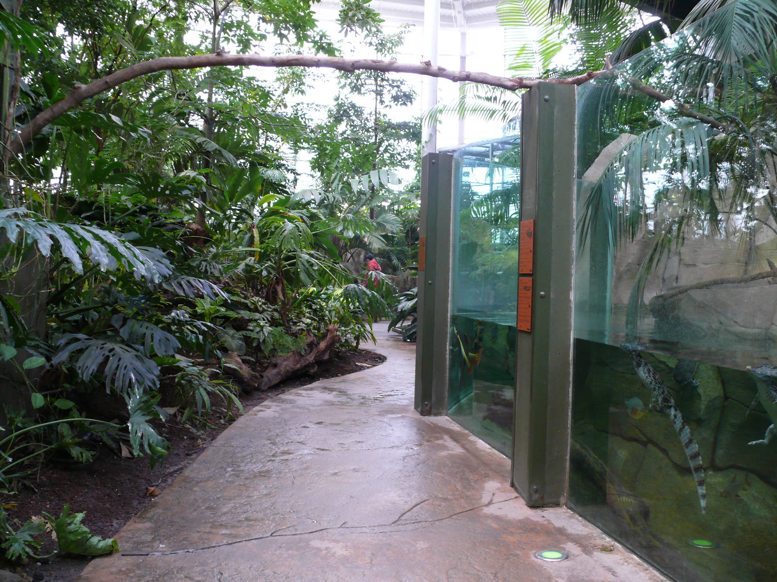 Amazonian House - Path