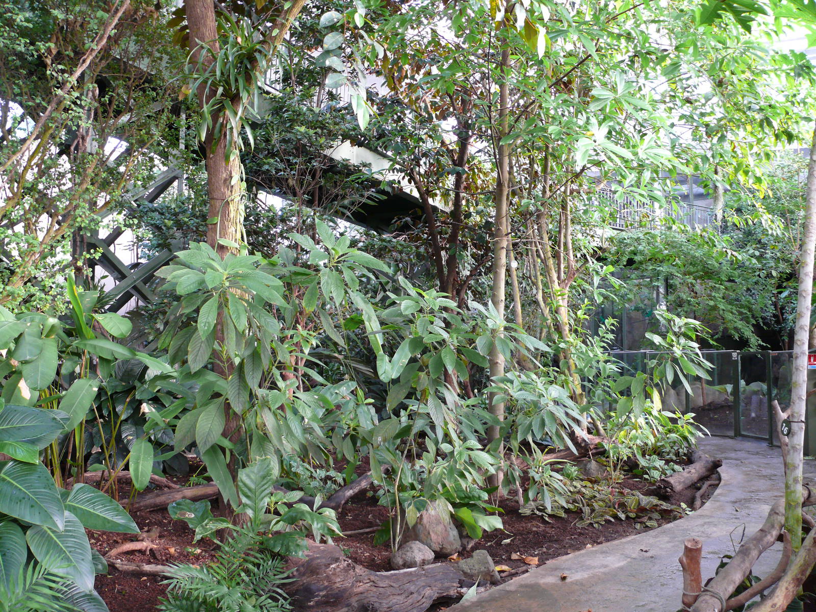 Amazonian House - Path