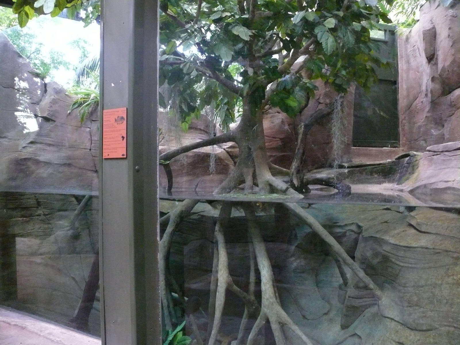 Amazonian House - Piranhas aquarium