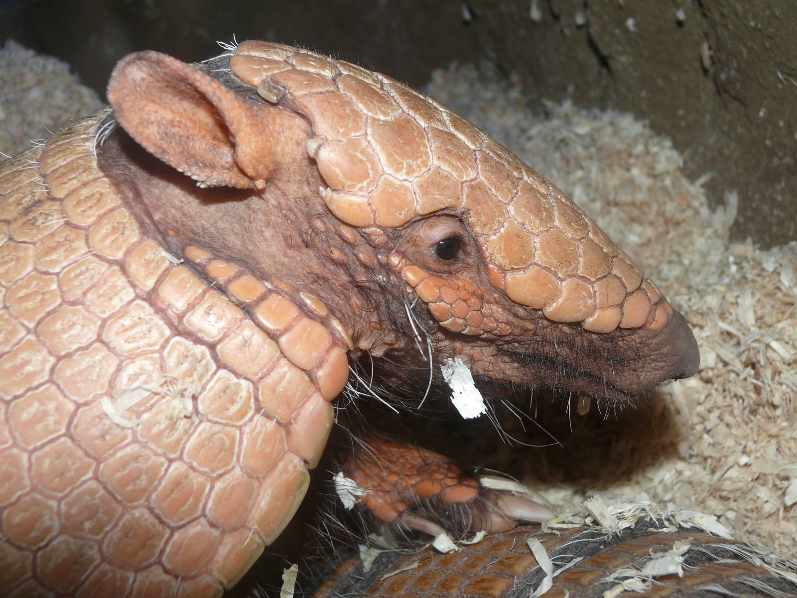 Amazonian House - Six bandes armadillo