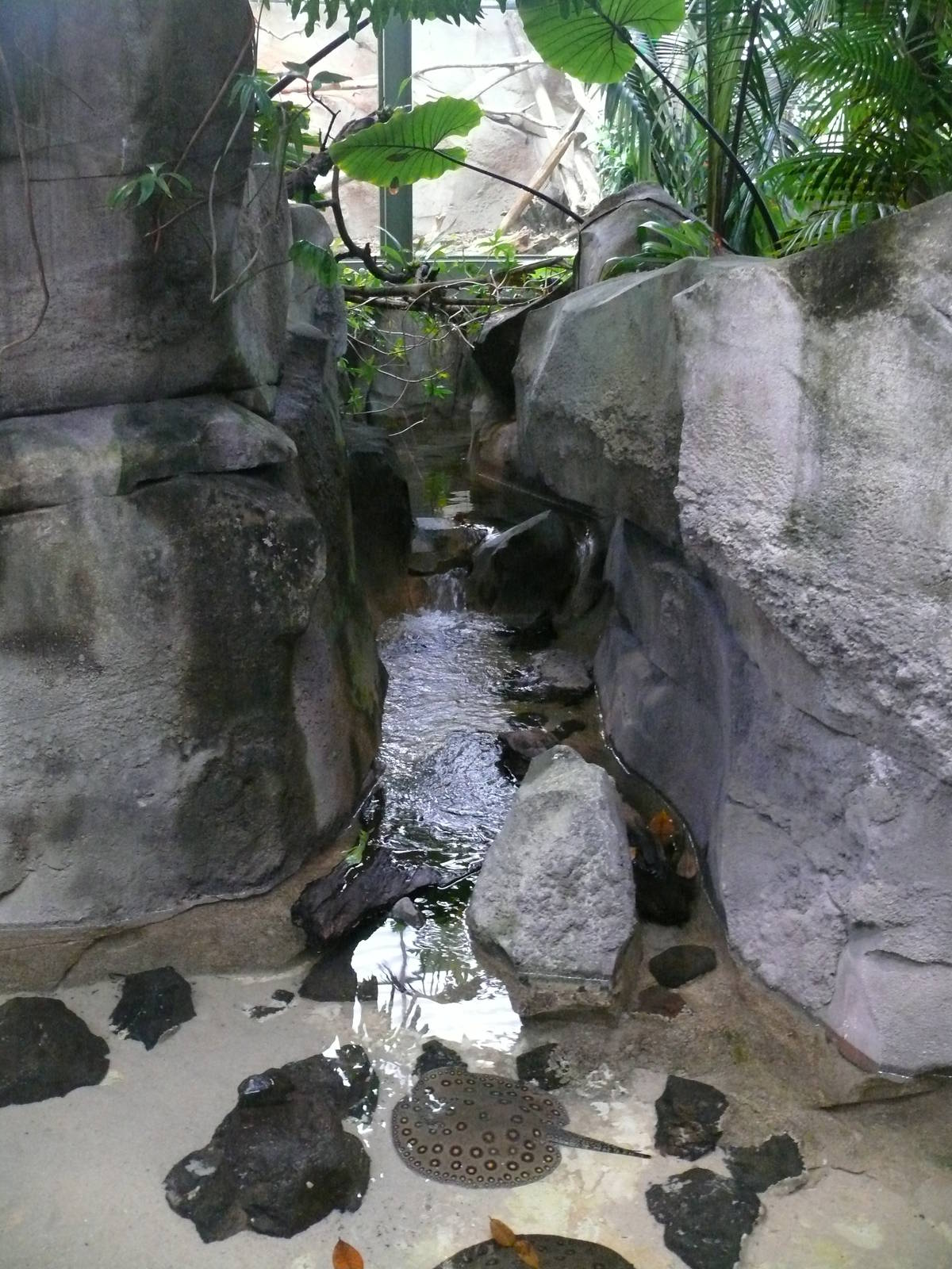 Amazonian House - Stingrays pool