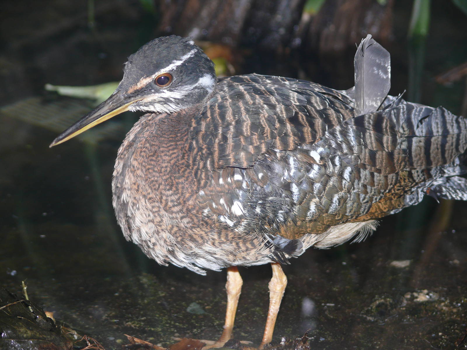 Amazonian House - Sunbittern