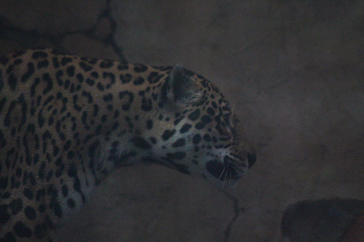 Amazonian jaguar (Panthera onca onca)