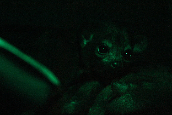 Amazonian kinkajou (Potos flavus)