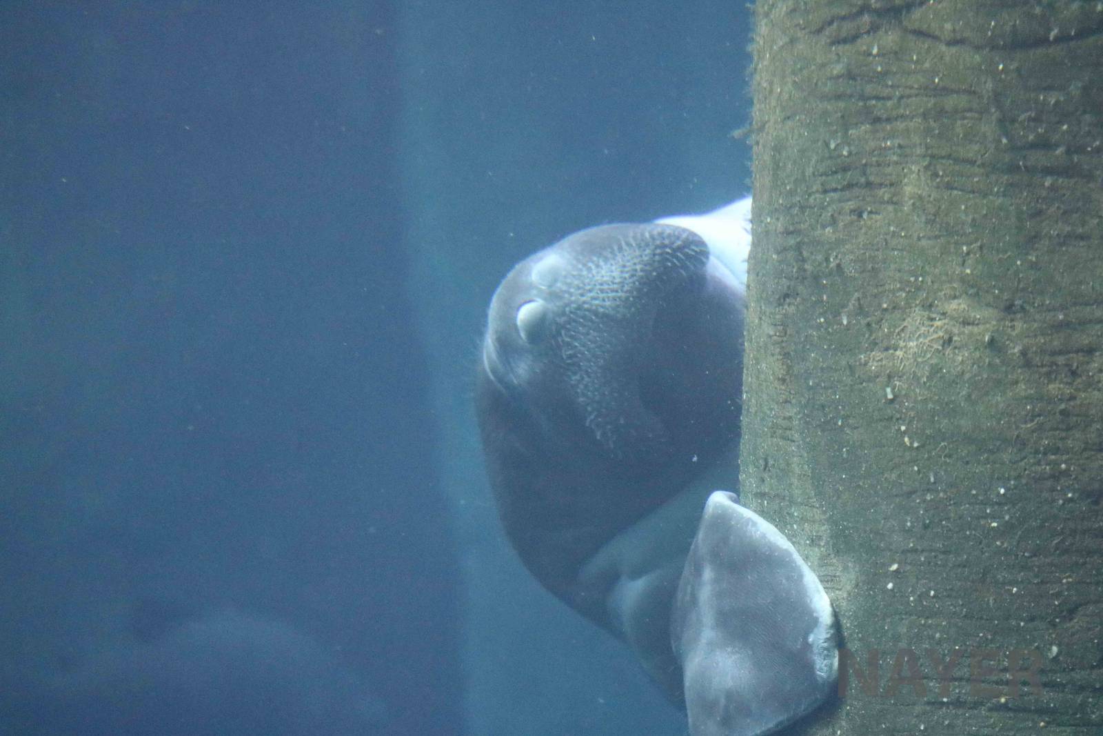 Amazonian manatee, April 2016