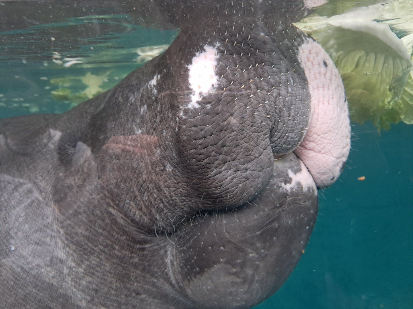 Amazonian Manatee(Junto)