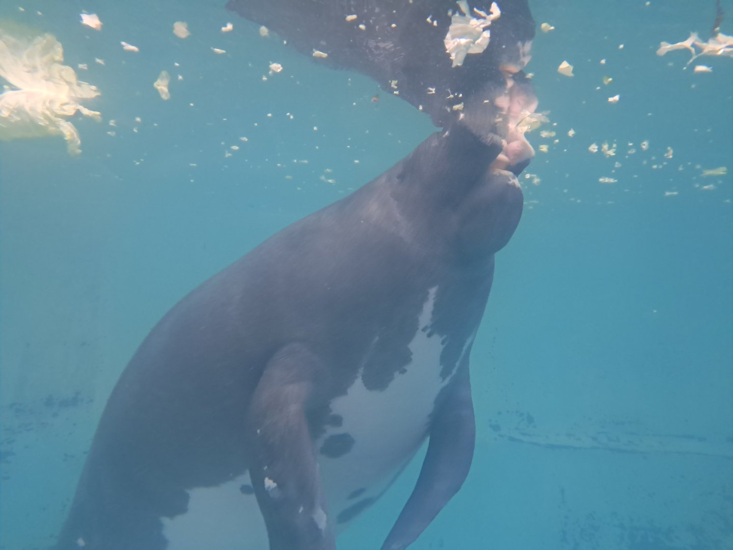 Amazonian Manatee(Junto)