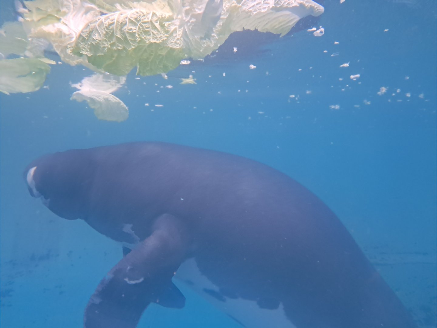 Amazonian Manatee(Junto)