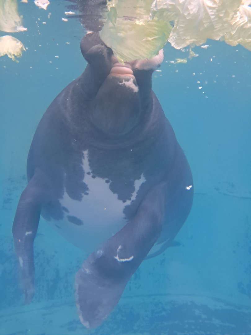Amazonian Manatee(Junto)