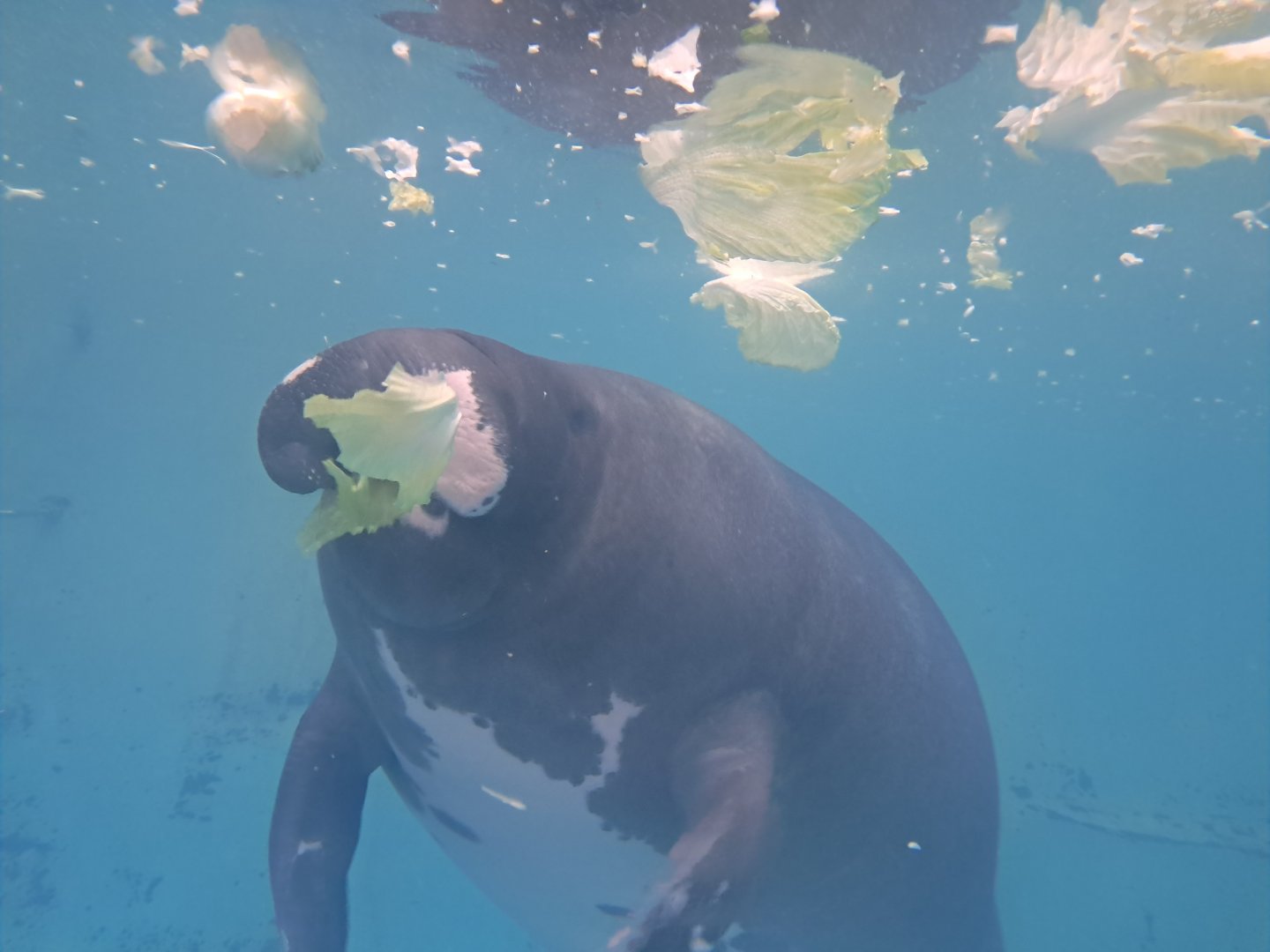 Amazonian Manatee(Junto)