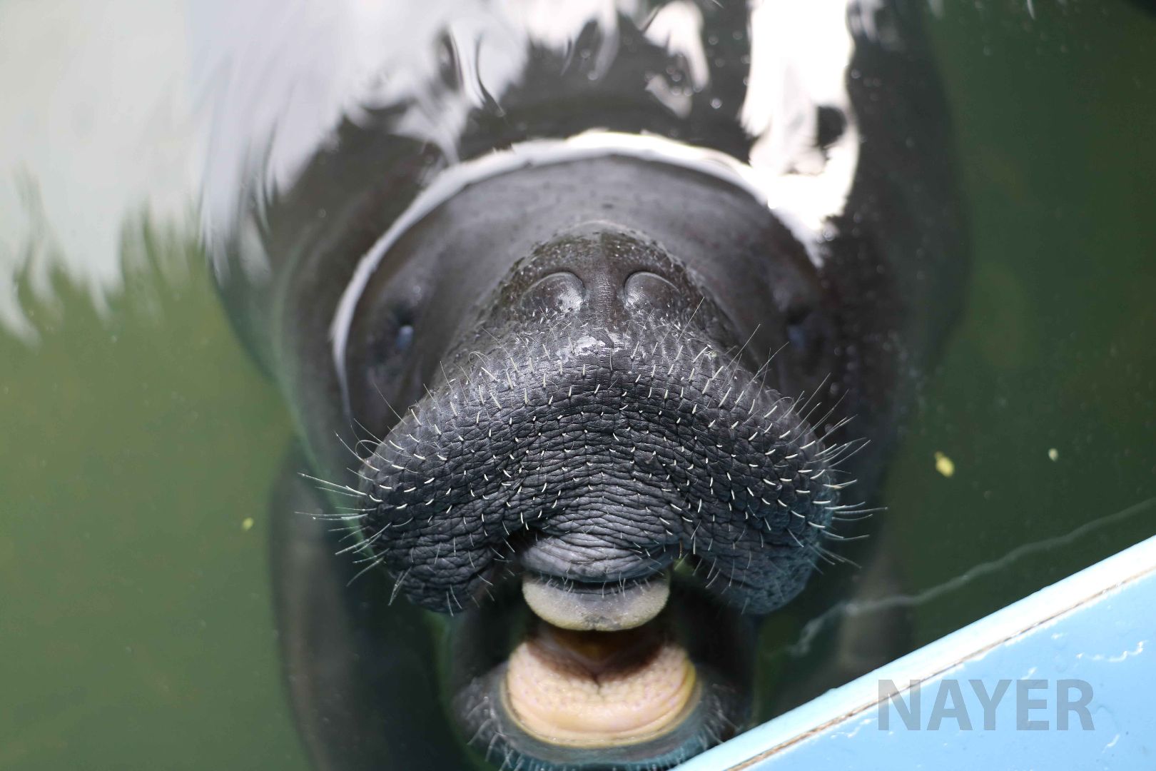 Amazonian manatee, May 2016