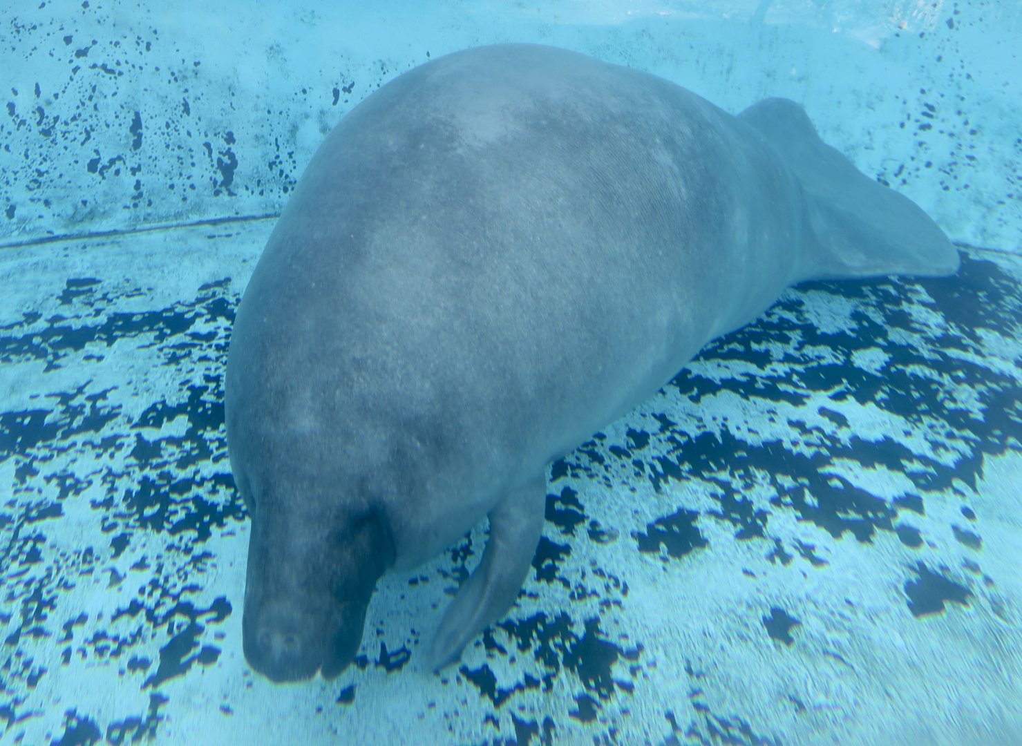 Amazonian Manatee (Trichechus inunguis)