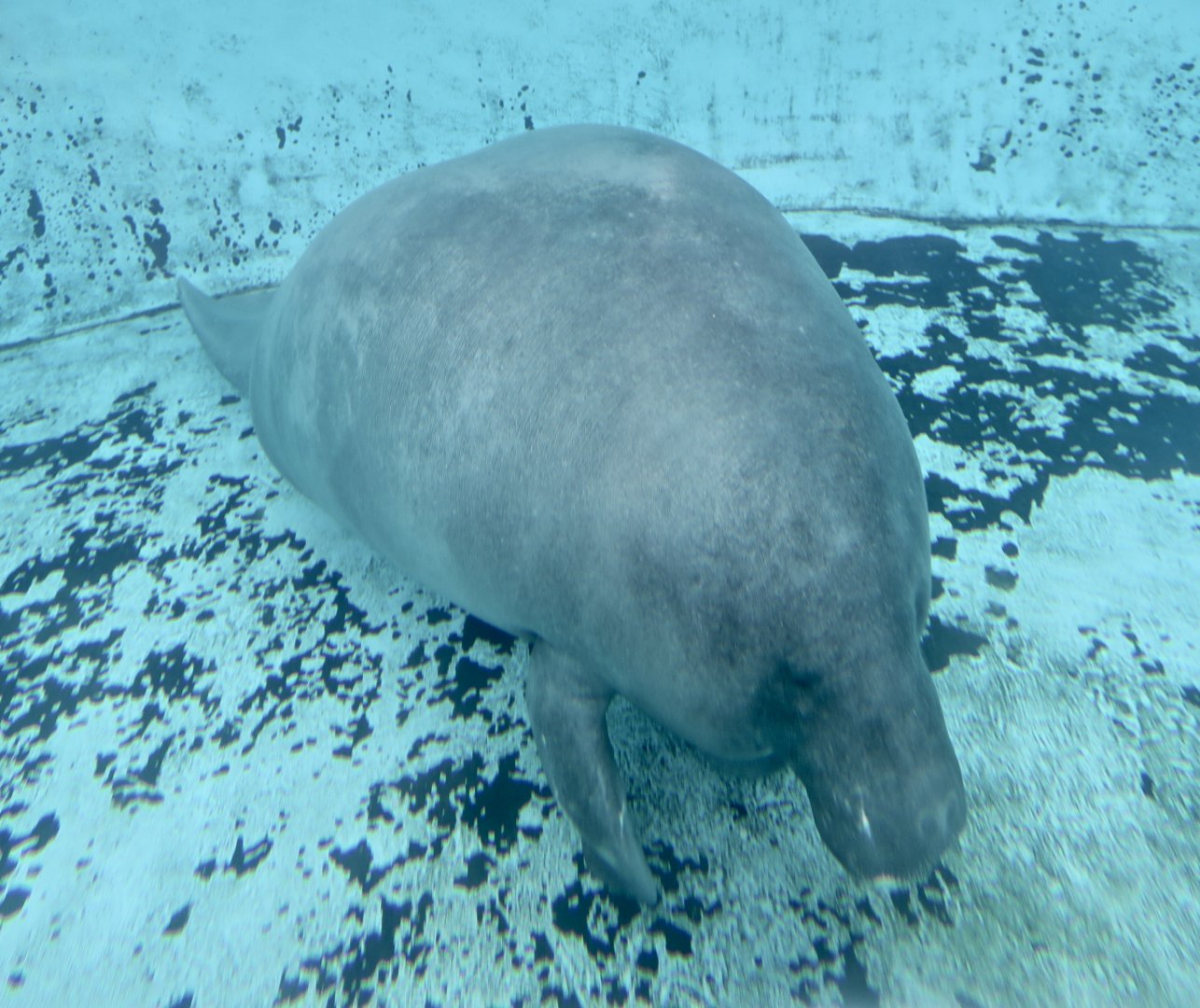 Amazonian Manatee (Trichechus inunguis)