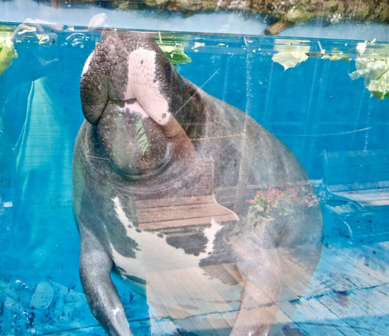 Amazonian Manatee (Trichechus inunguis)