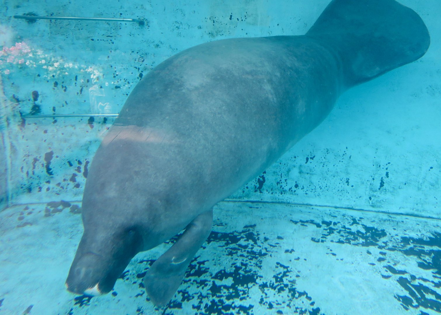 Amazonian Manatee (Trichechus inunguis)